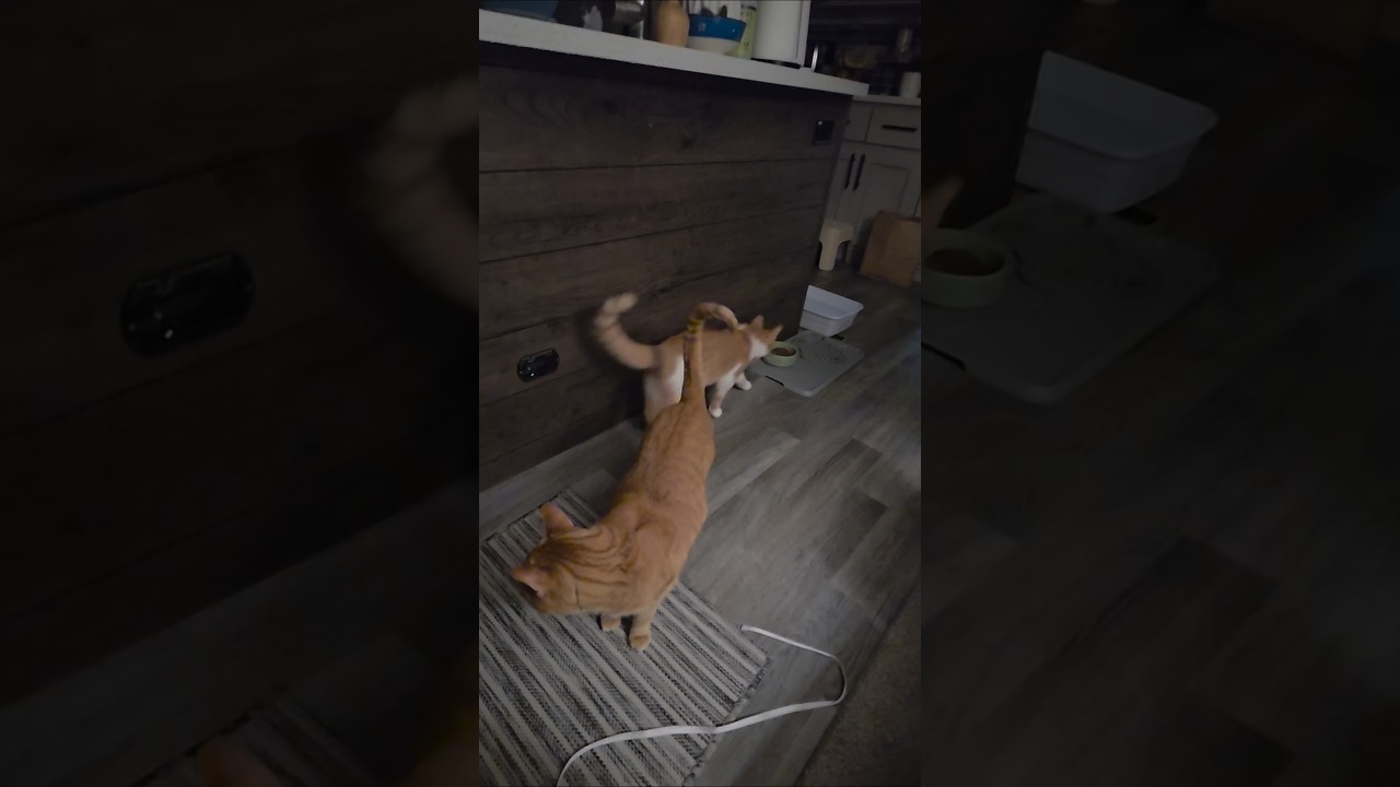 Sunny Turns His Back to Jack-Jack 