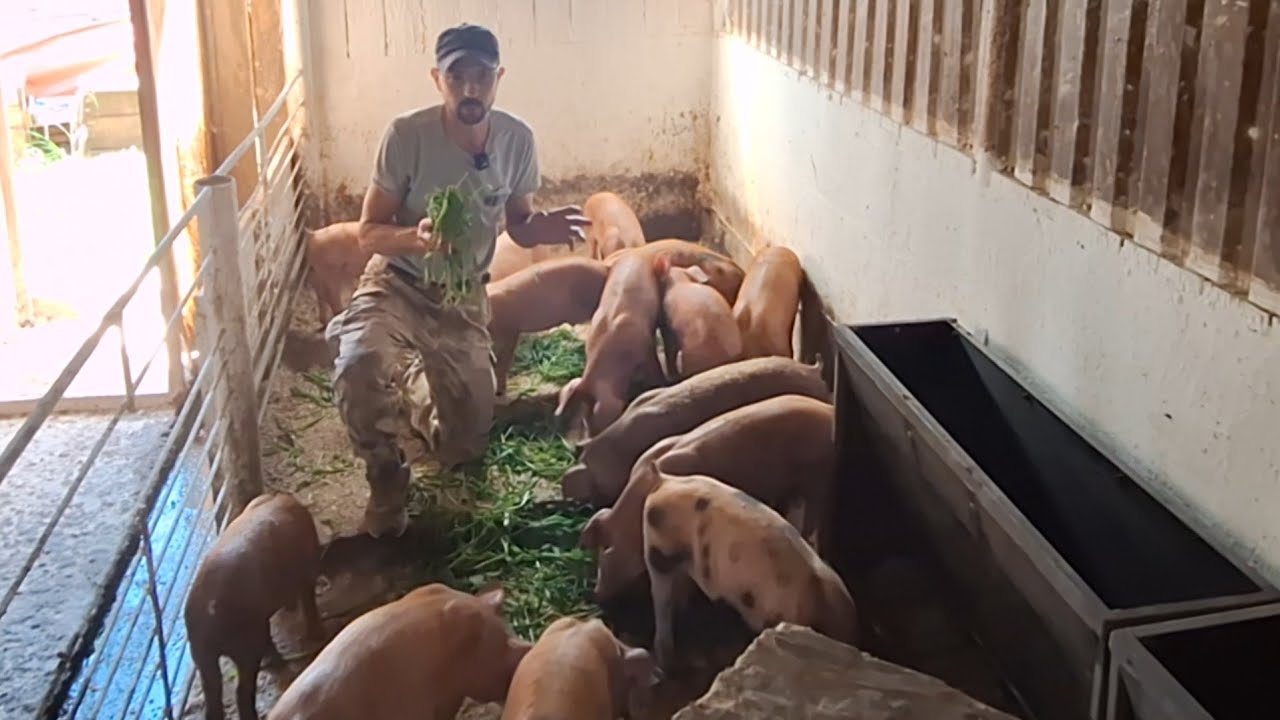 Правда про Бруса та Васильченка‼️Бізнес на свинях іде на дно,розпродую свиней‼️Купи свиню за донат‼️