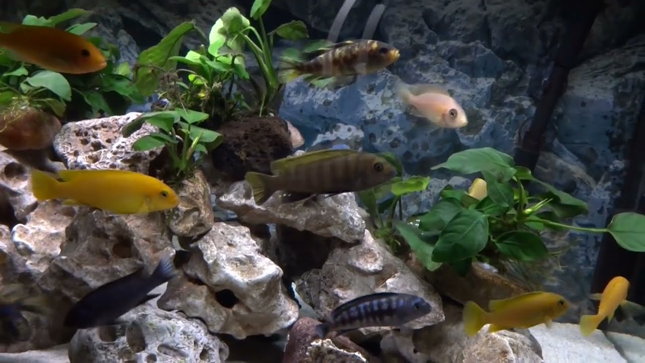 249 Acvariile lui Radu - ciclide / Radu's aquariums - cichlids