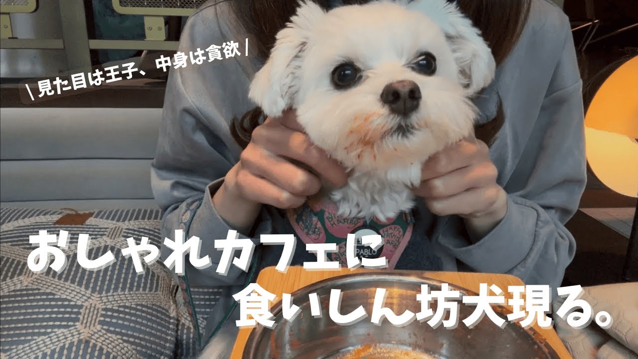 おしゃれカフェに大食い犬現る。｜口が真っ赤な食いしん坊マルプー🐻‍❄️🍖