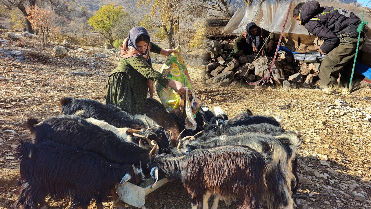 The hard life of nomads, the story of Sima and her children's efforts to rebuild their tent
