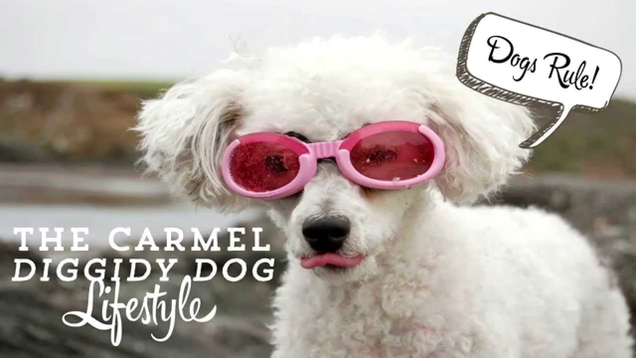 Diggidy Dog - Introducing Club Diggidy