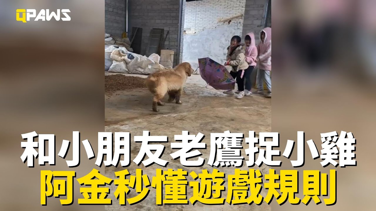 金毛和小朋友們一起玩老鷹捉小雞遊戲，輕鬆掌握遊戲規則和技巧，發揮優勢讓老鷹無從下手