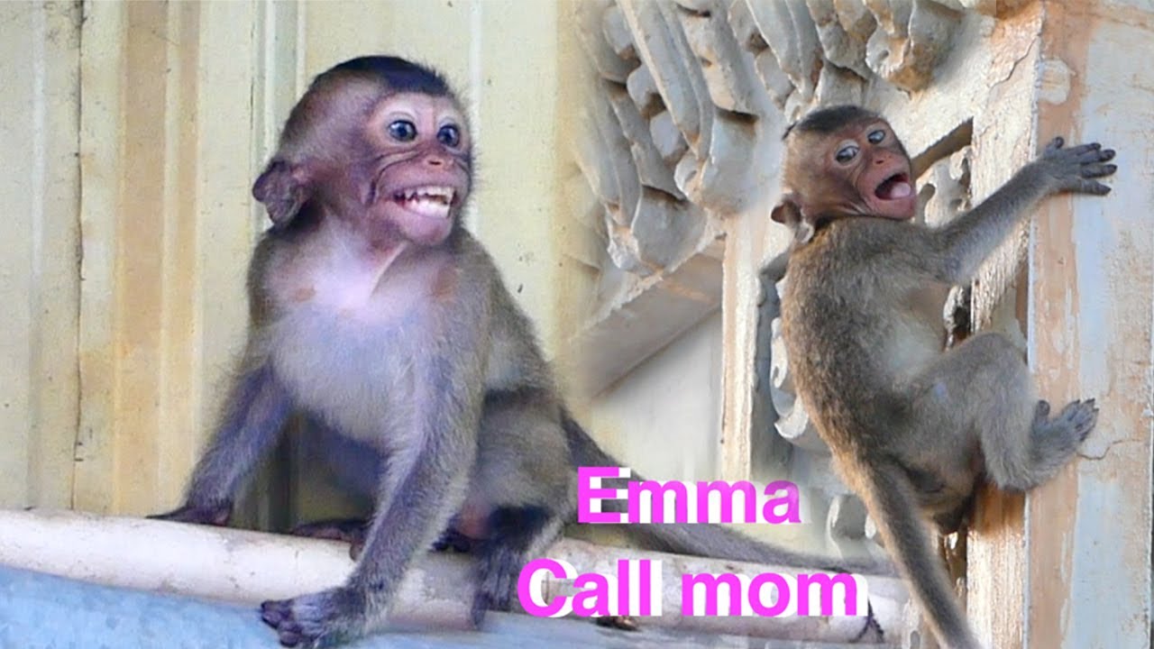 Baby monkey Emma calls mom monkey Emila come to receive her when she stays alone [Emma monkey TV]