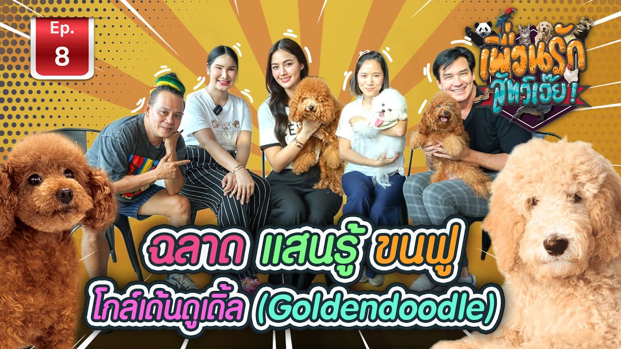 โกลเด้นดูเดิ้ล สุนัขฉลาด แสนรู้ ขนฟู น่ารัก I เพื่อนรักสัตว์เอ๊ย Ep.8 #goldendoodle