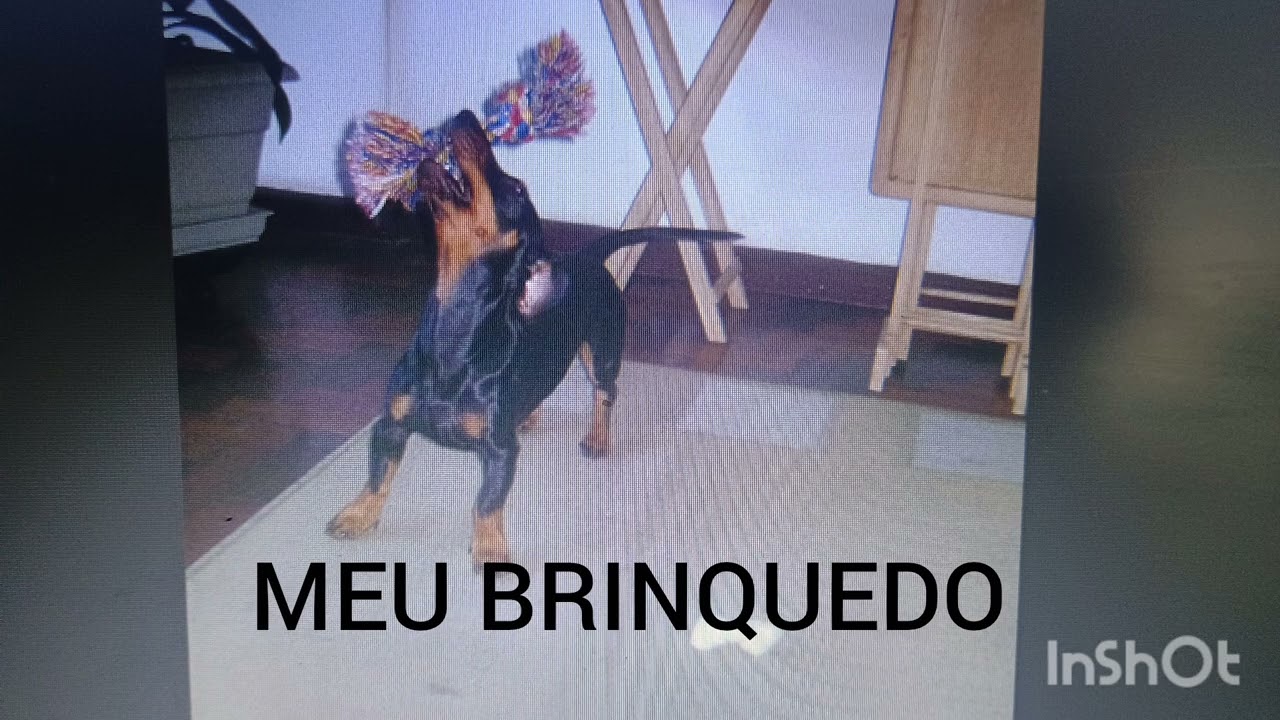 Meu brinquedo preferido #salsichinha #cachorro #petsfofinhos #dachshund 