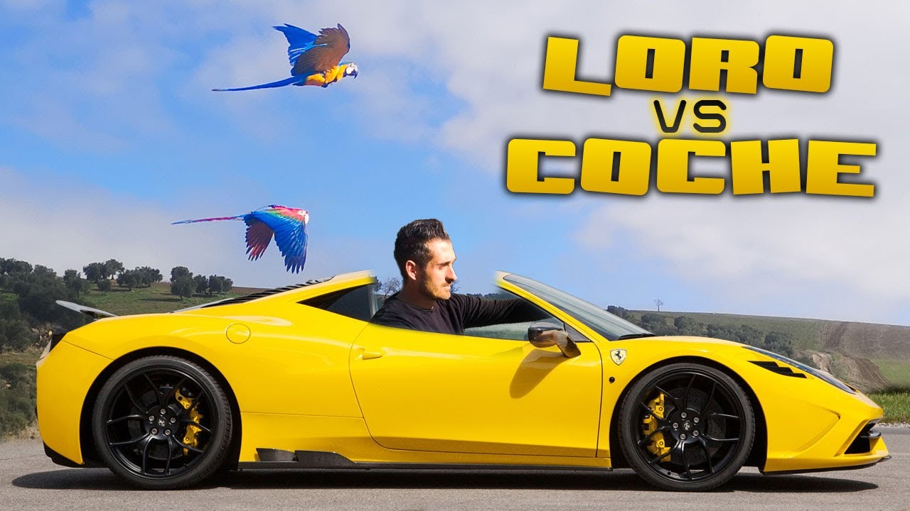 🦜VUELO LIBRE🚗LOROS👉JORDAN💓 ALBA(clhoroptera,ararauna)GUACAMAYOS