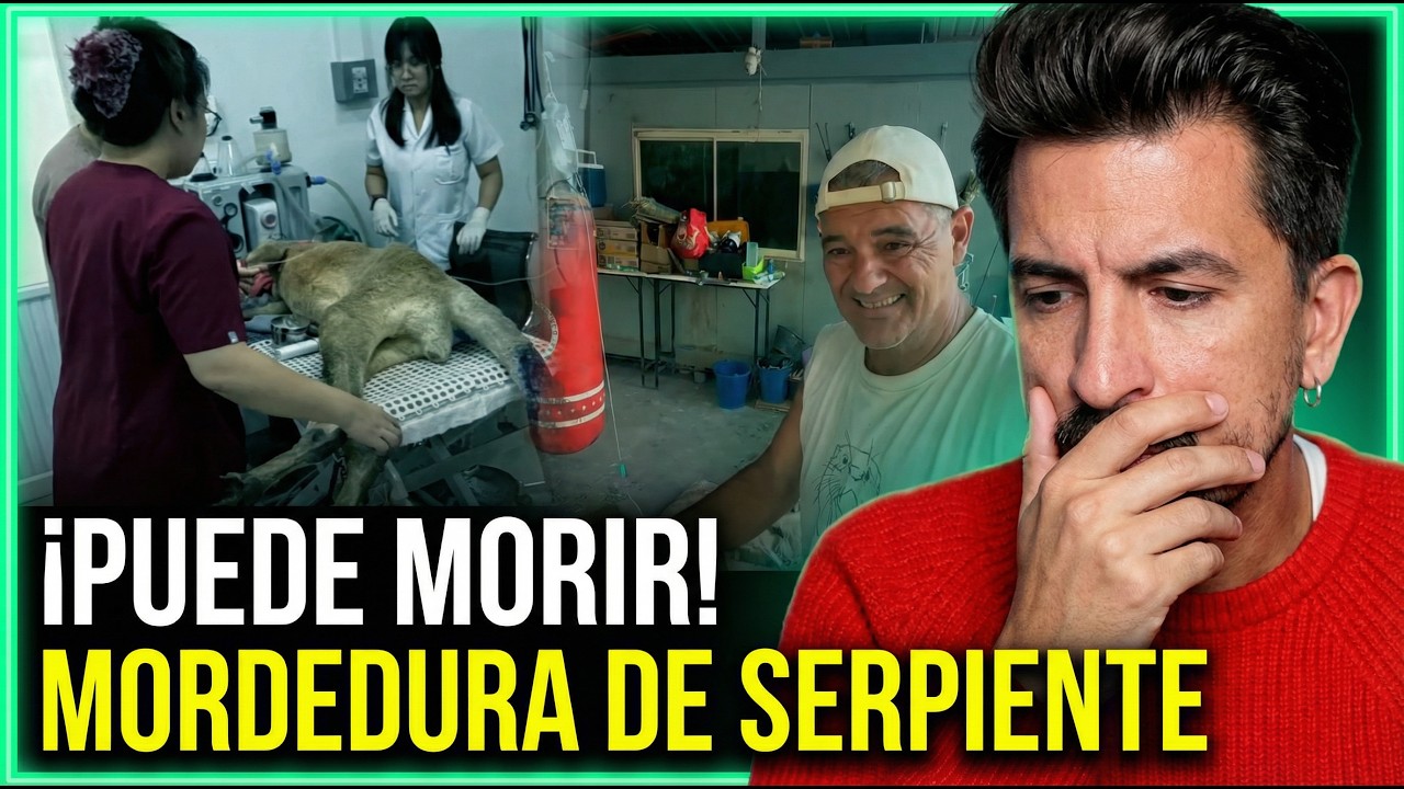 LOCO EL CANGURO DE FRANK ESTÁ MUY ENFERMO POR MORDEDURA DE SERPIENTE