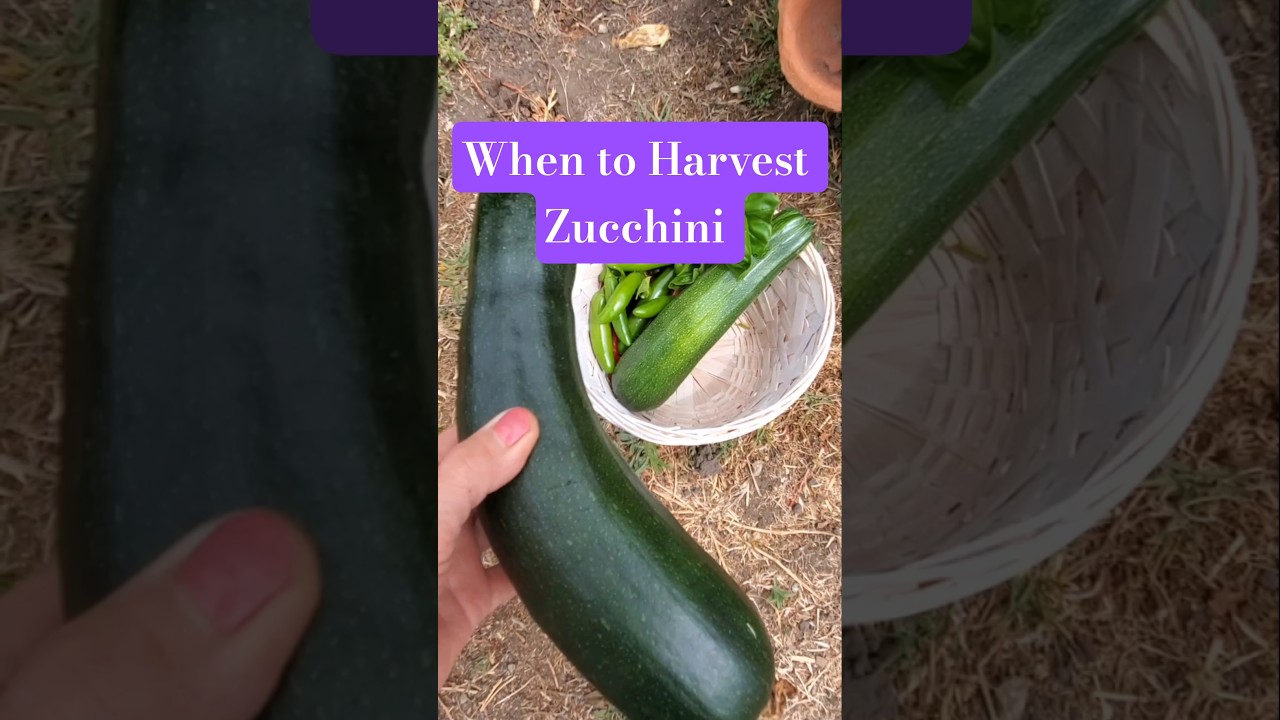 When to Harvest Zucchini     #gardening #garden #plants #fruit #healthyfood