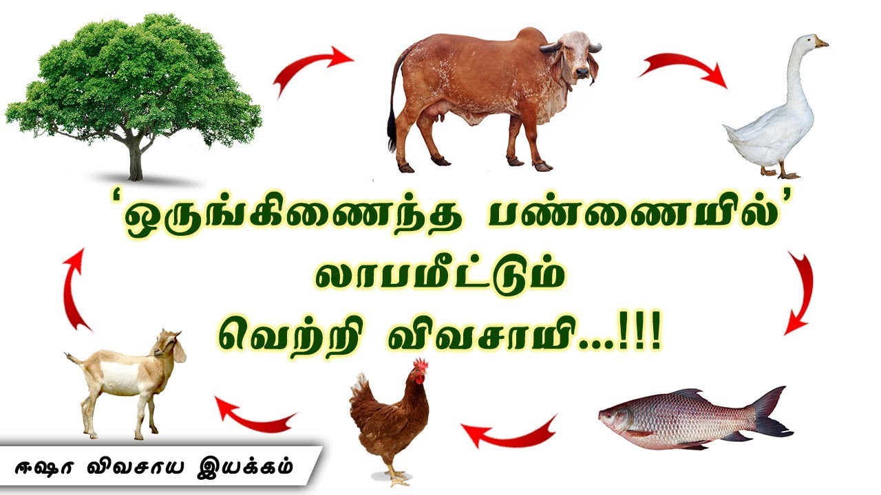ஒருங்கிணைந்த பண்ணையில் லாபம் ஈட்டும் வெற்றி விவசாயி