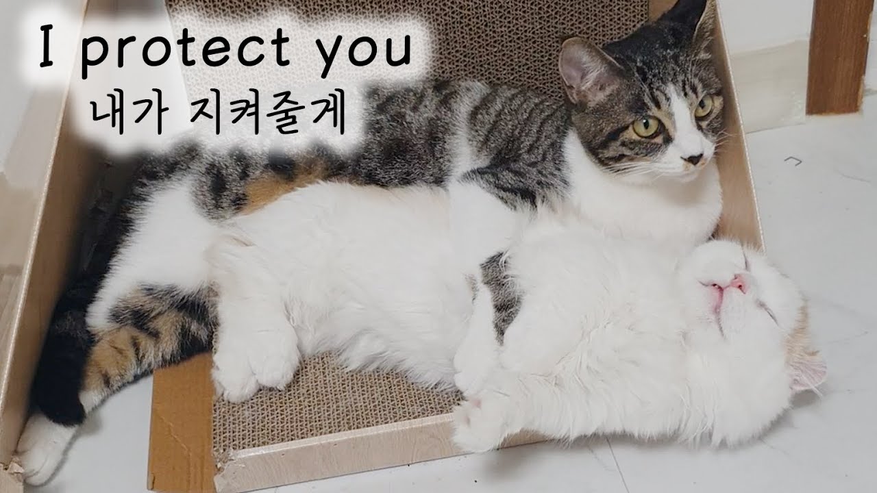 Mother Cats Protecting their cute Kitten