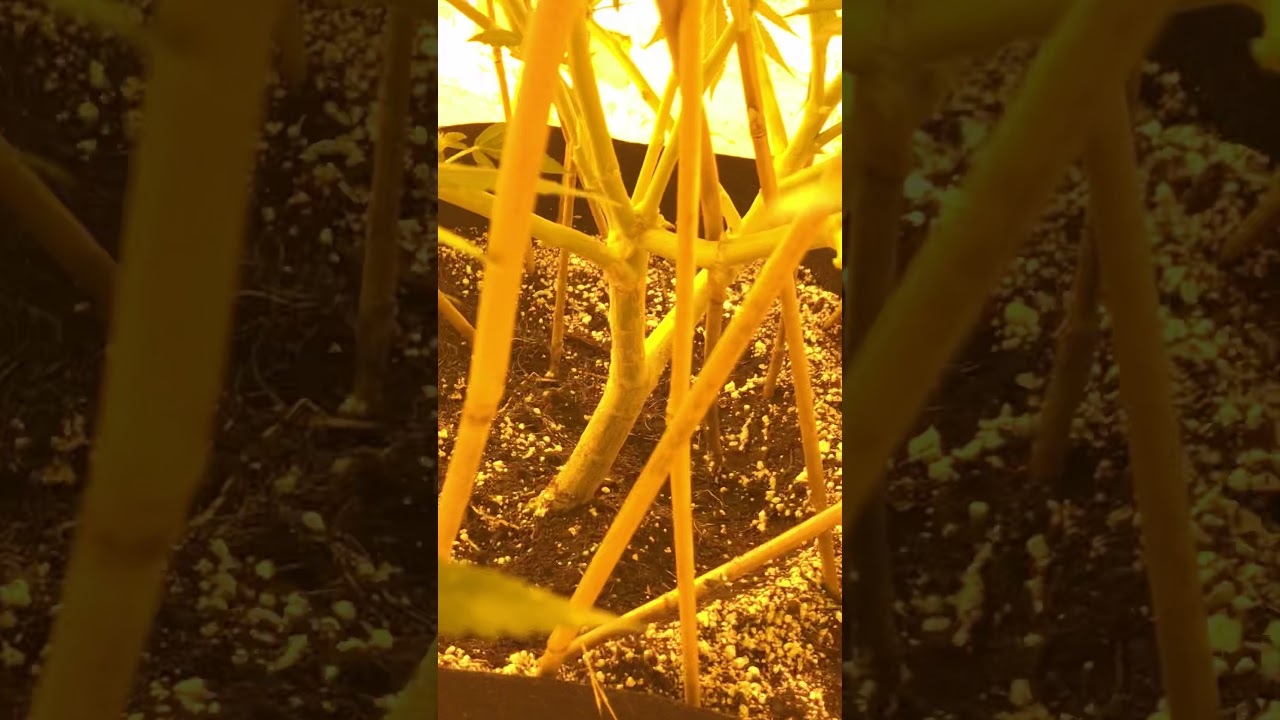 Giant cannabis plant indoor 15 gallon pot week 2 flower