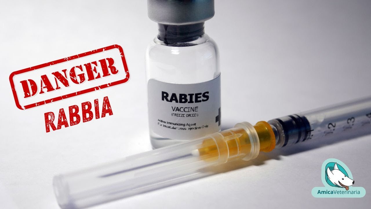 Rabbia: la malattia più letale al mondo
