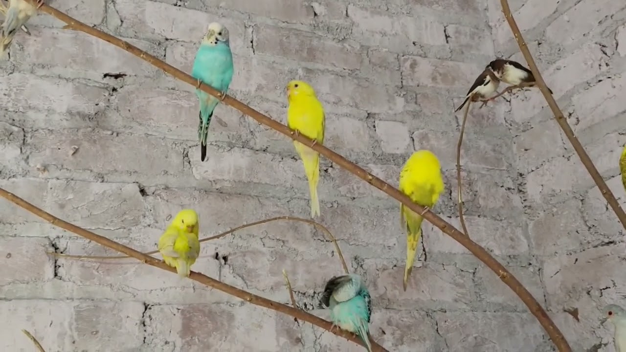NEW VIDEO🦜🦜🦜🦜🦜