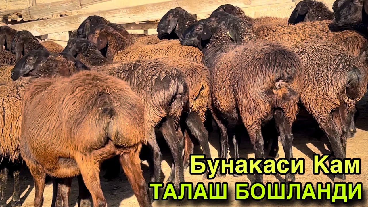 ТАЛАШ ТАЛАШ БОШЛАНАДИ! ☎️+998 95 040 1604 ☎️+998 95 817 1199