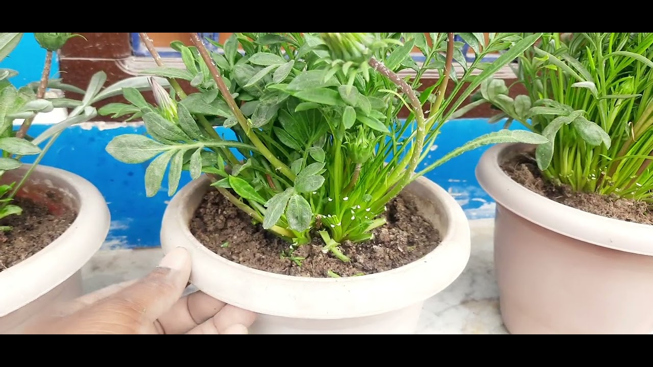 🌼जरबेरा प्लांट में अप्रैल लास्ट तक फूल लेना हो तो यह काम अभी करें🌼