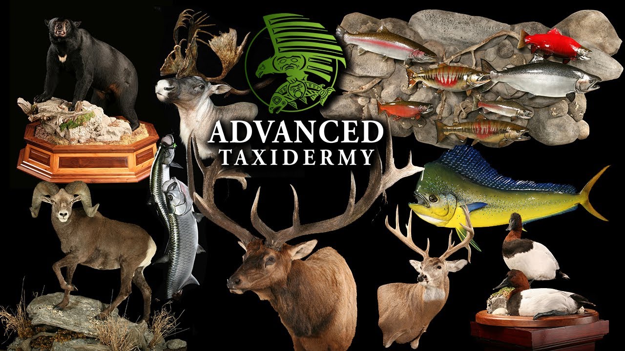 Advanced Taxidermy | New Showroom-Amazing Animal and Fish Artwork