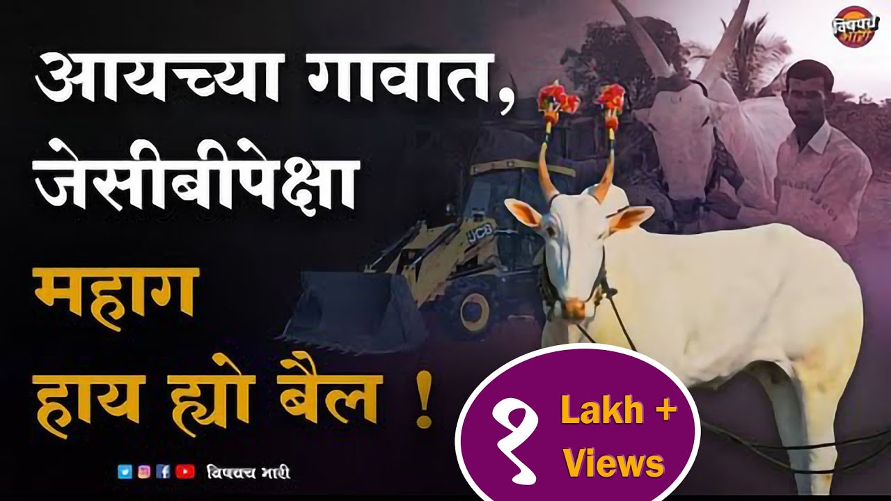 कोल्हापूरच्या हारण्या बैलाची शर्यत क्षेत्रात एवढी क्रेझ का आहे | Harnya Bail Story | Vishaych Bhari