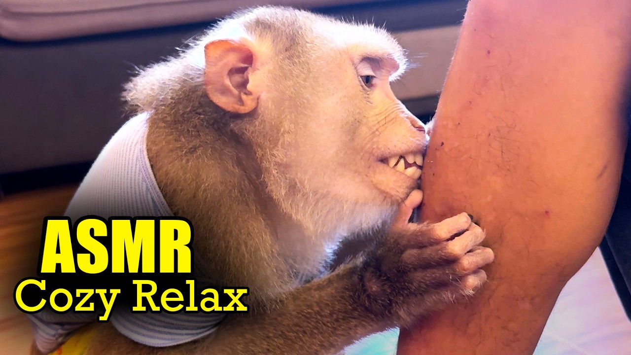 Pure Tingles with Judy | No Talking Monkey Grooming ASMR