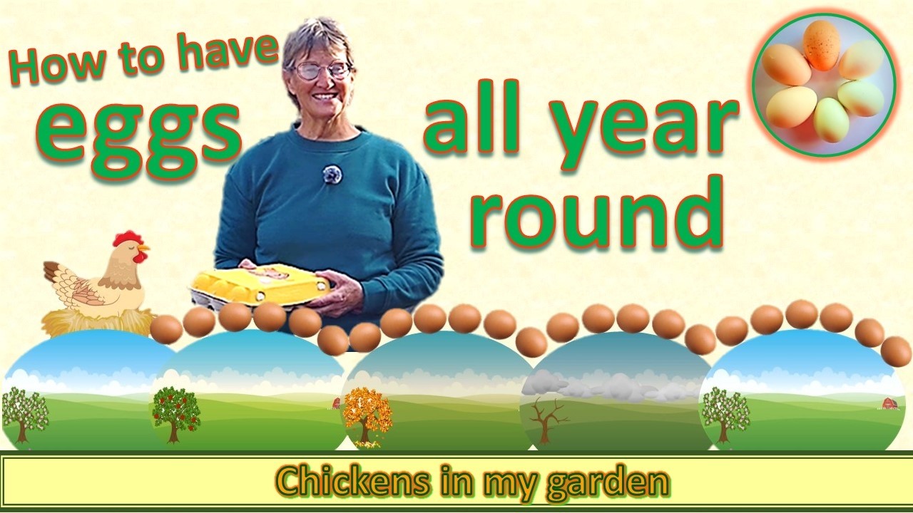 How to have eggs all year round