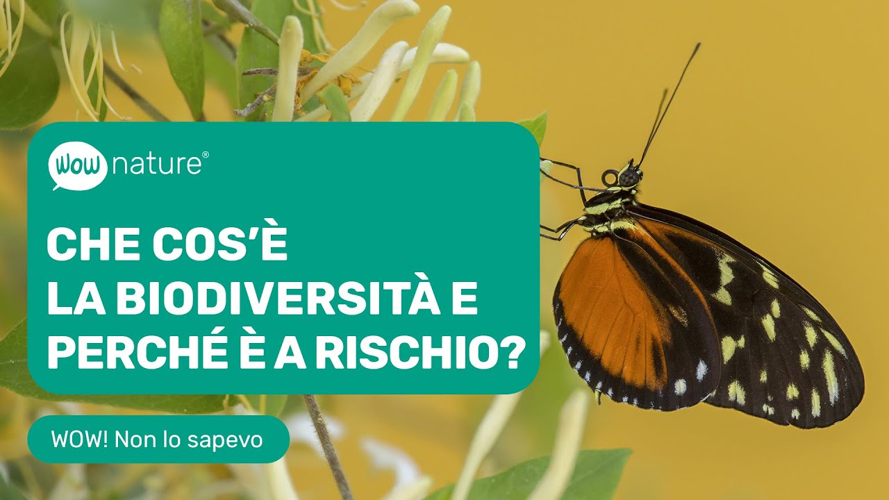 Che cos'&egrave; la biodiversit&agrave; e perch&eacute; &egrave; a rischio? | WOWnature