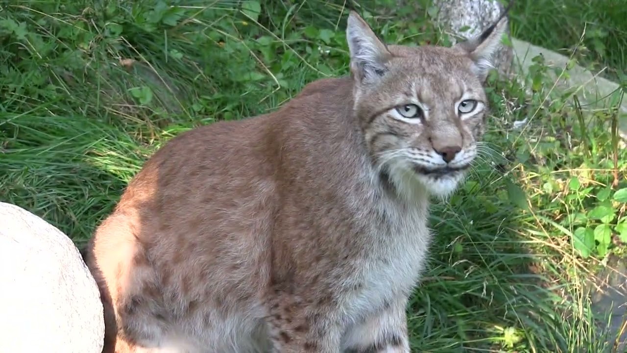 Ilves etsii heinikosta hajunlähdettä ja juttelee
