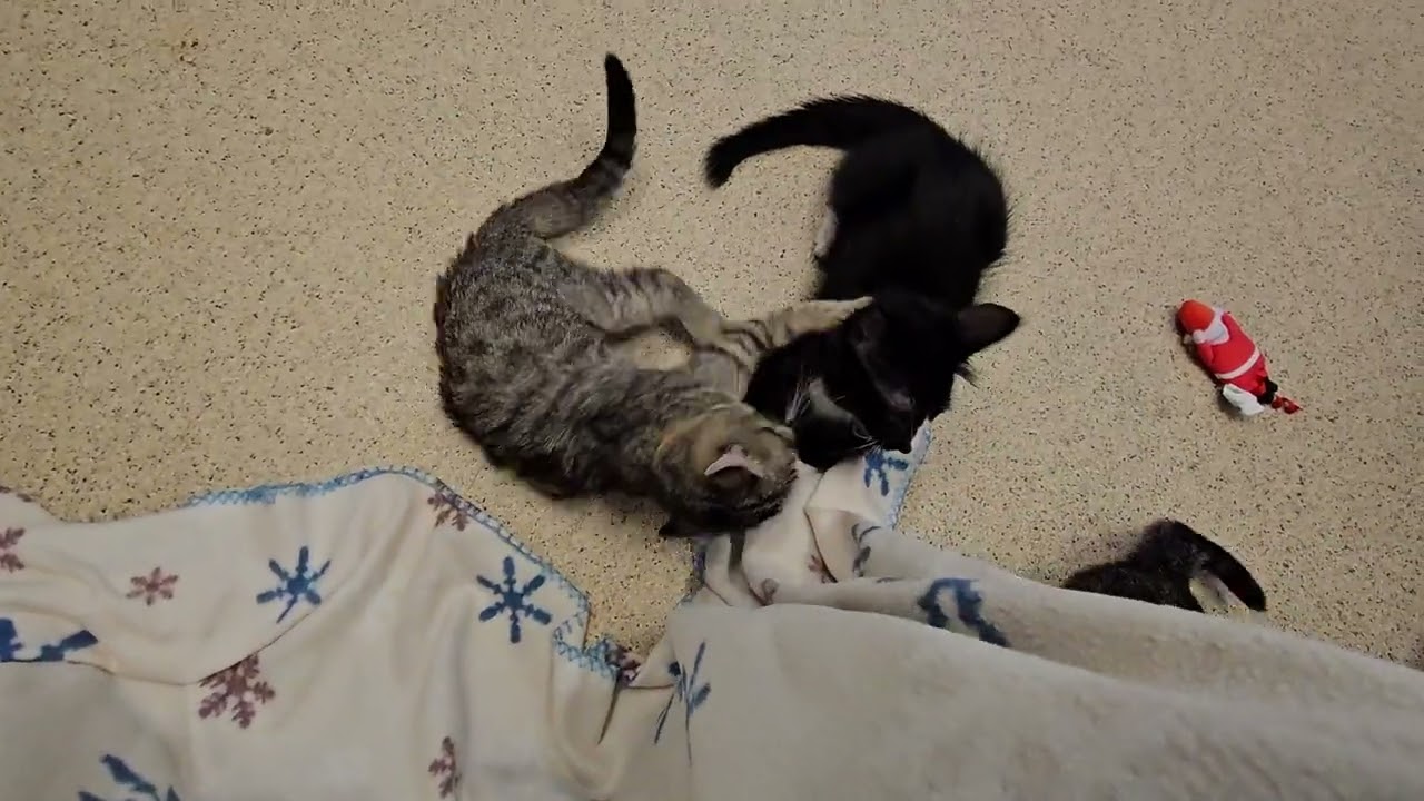 Shelter Kittens Battle at the Foot of Mt. Blanket Monster! [REAL]