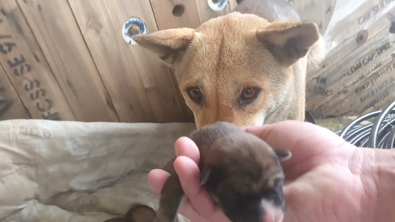 A Bowl of Fried Rice With Meat for a Mother Dog Who Just Gave Birth