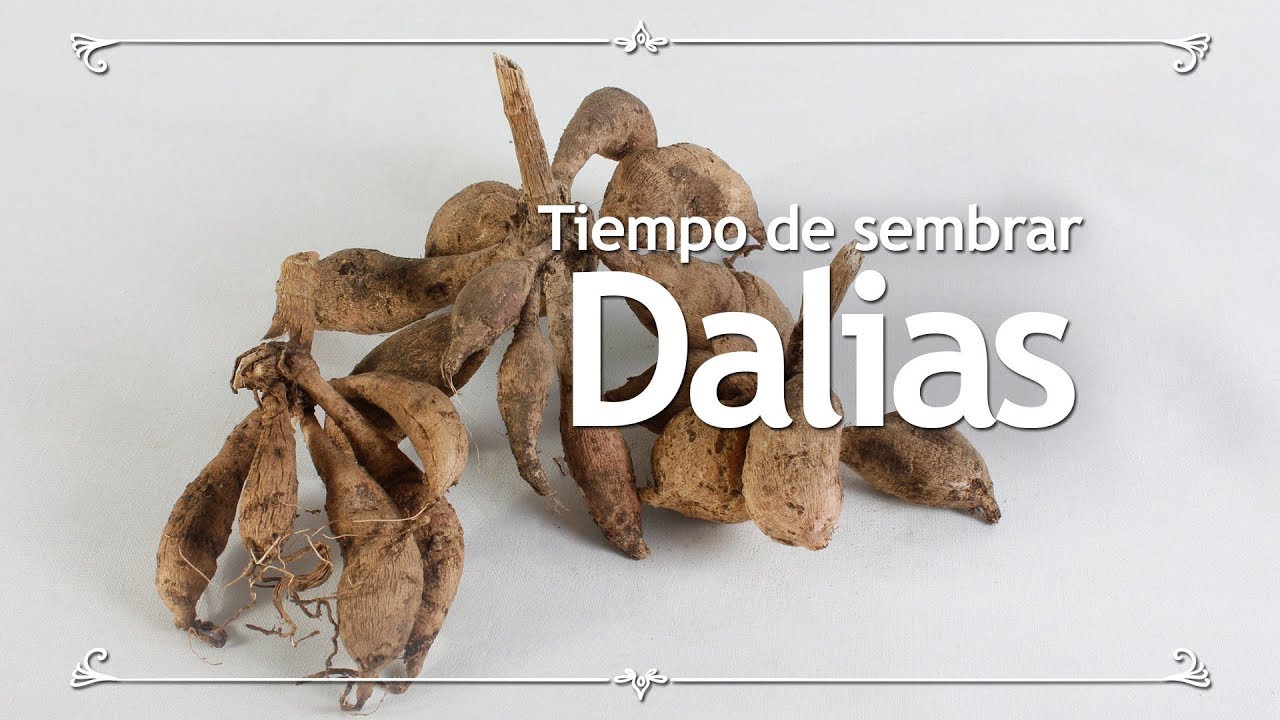 Tiempo de sembrar dalias