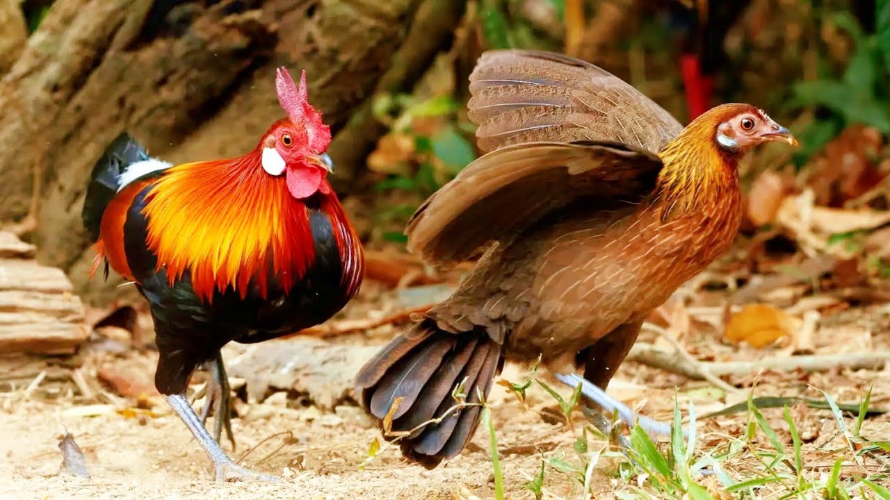 เสียงไก่ป่าลูกผสมเสียงดีมาก,suab lau qaib qua zoo 