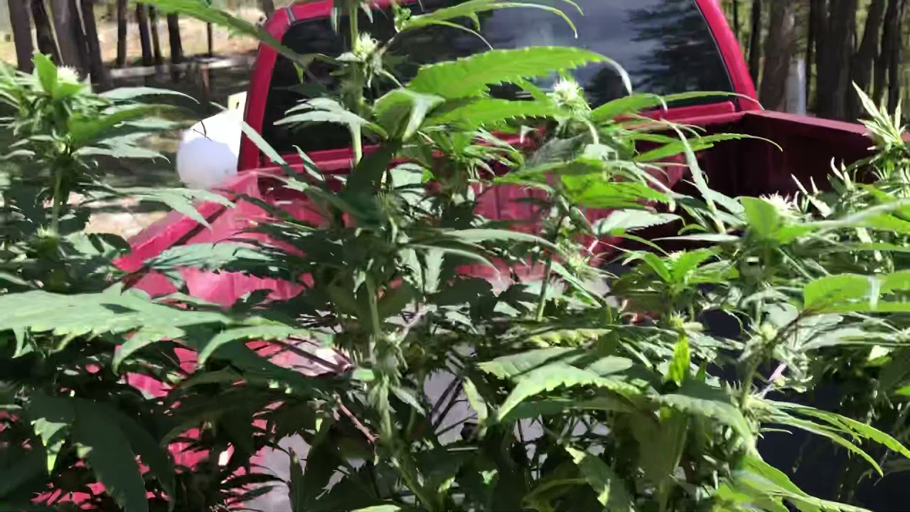 Hermaphrodite Cannabis Plants