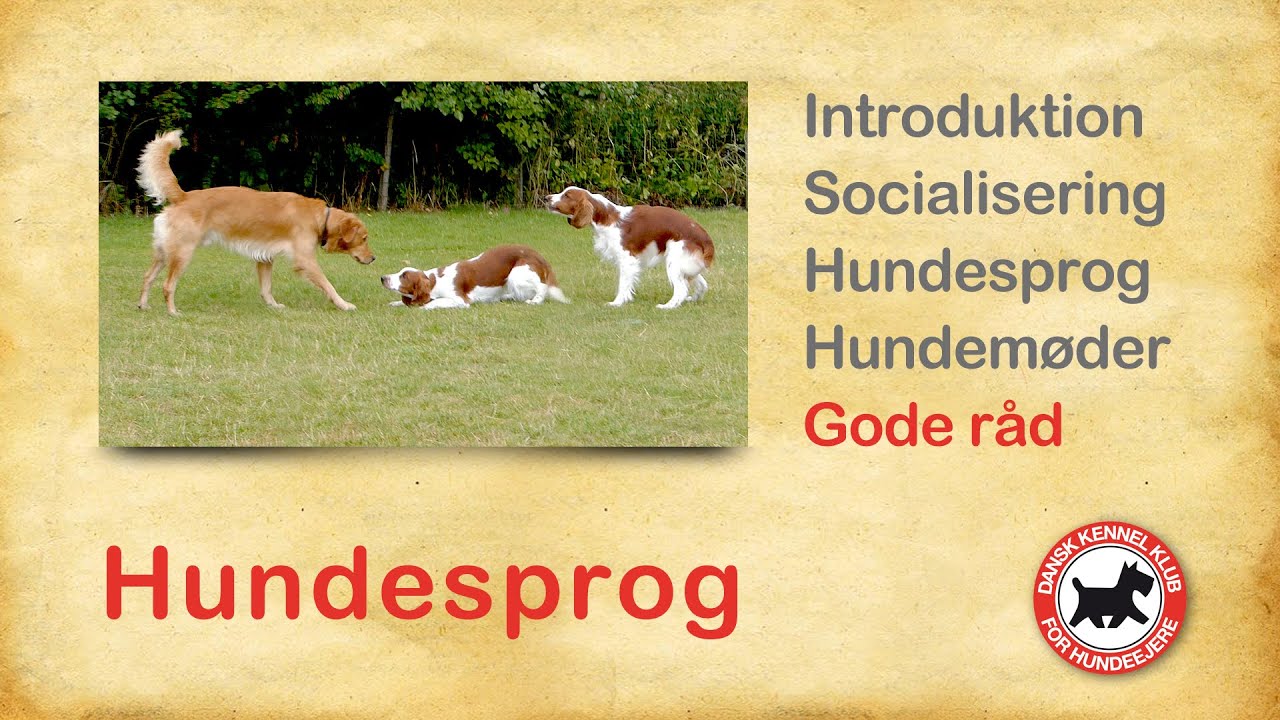 Hundesprog 5 - Gode råd
