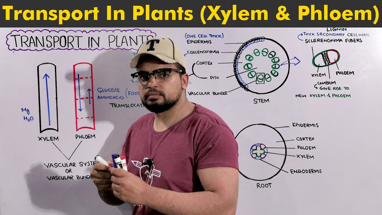 Overview of Transport in Plants