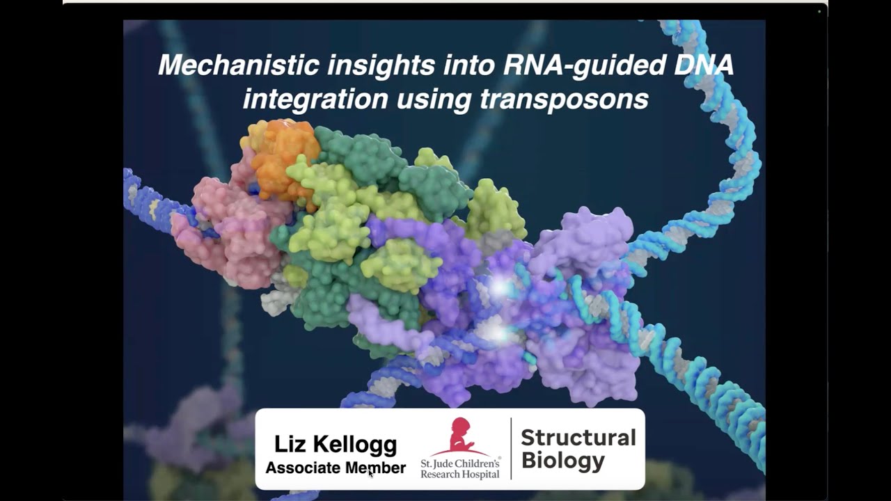 Mechanistic insights into RNA-guided DNA integration using transposons