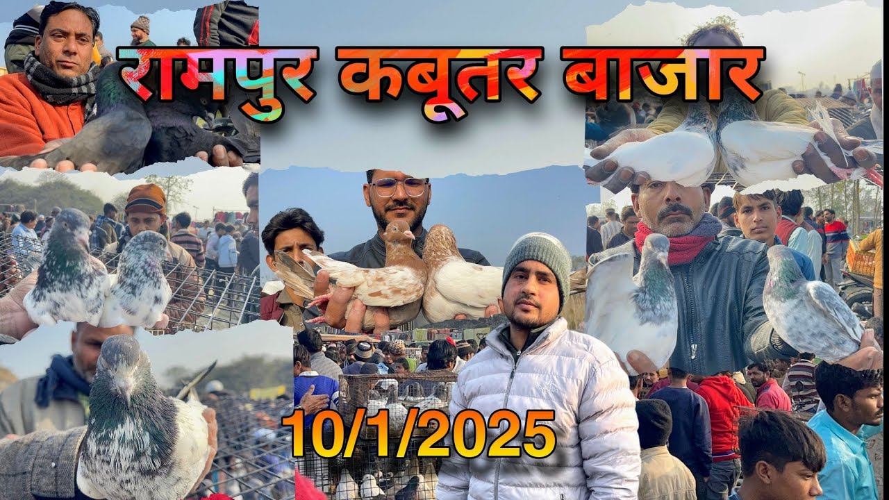 रामपुर कबूतर बाजार Rampuri kabootar bajar 10/1/2025