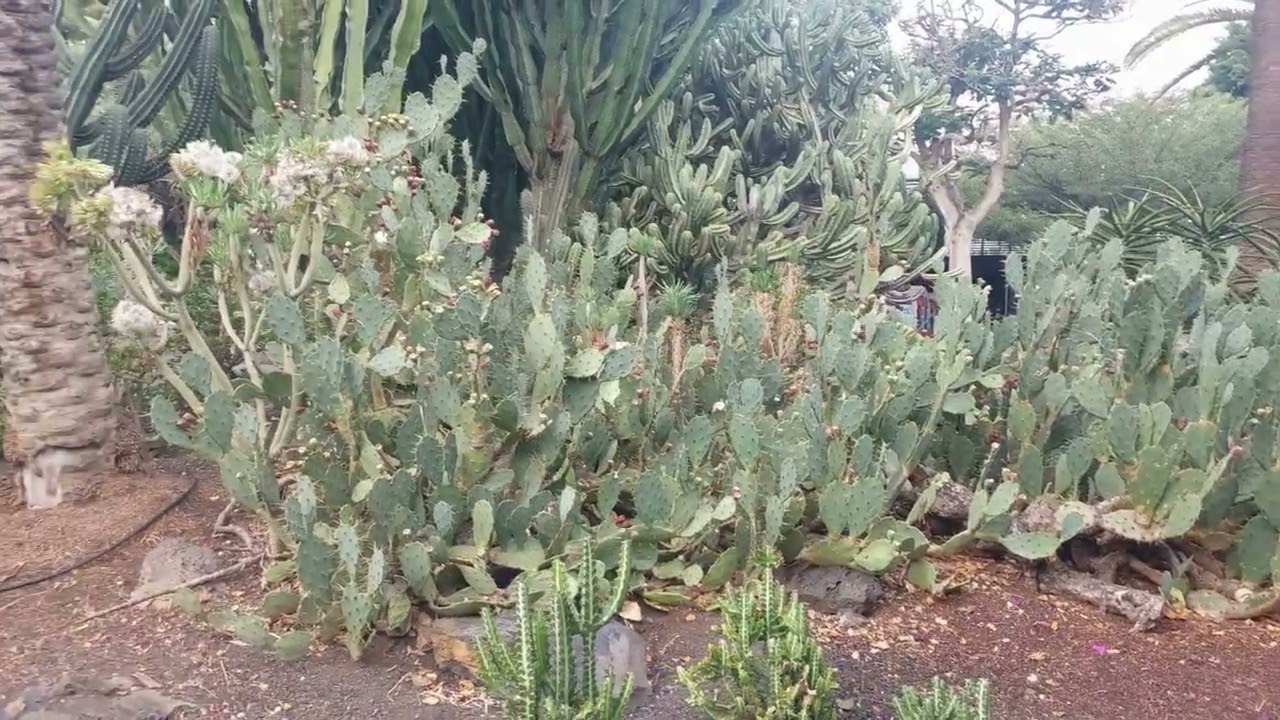 Tenerife Parque García Sanabria