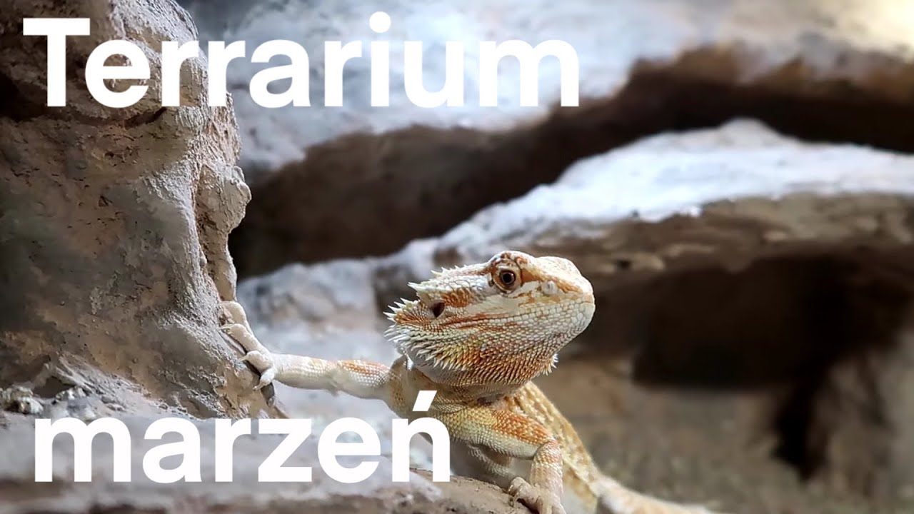 Terrarium marzeń dla agamy brodatej