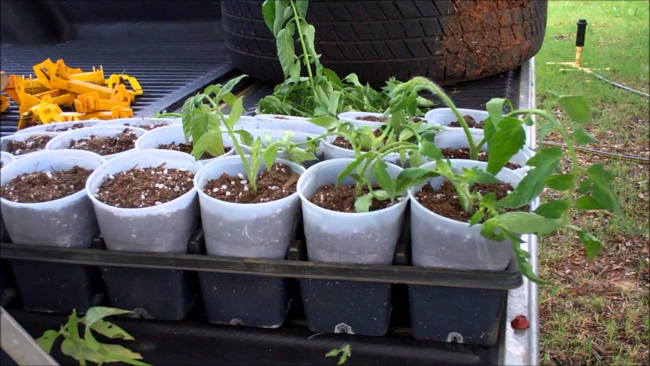How To Clone Tomatoes For FREE Tomato Plants