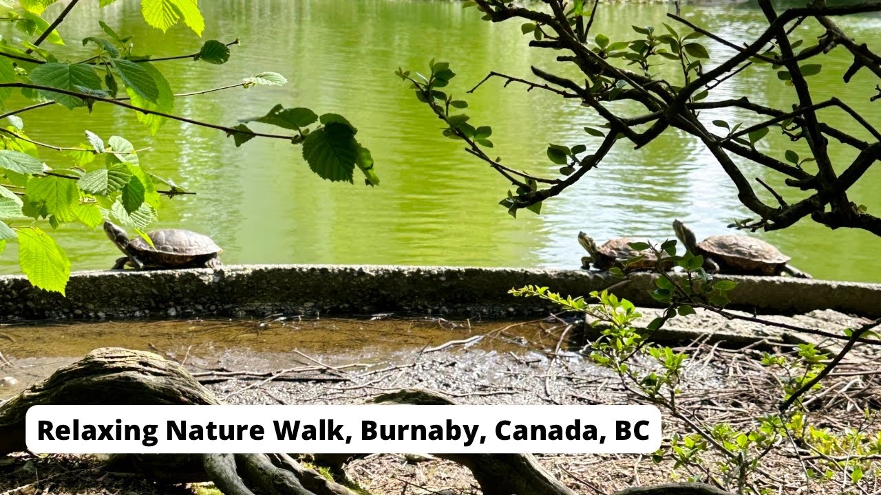 Relaxing Nature & Birds Sound, Summer Nature Relax for Sleep, Burnaby, Canada, BC, asmr