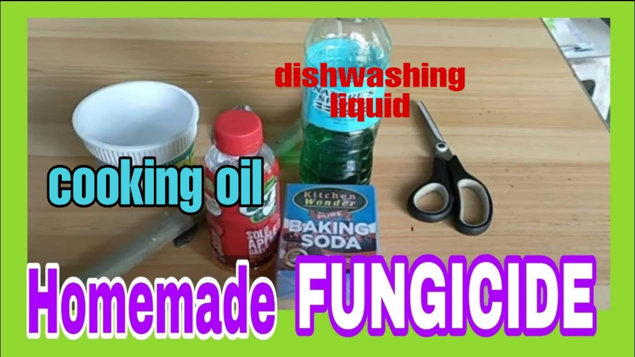 How to make Homemade fungicide||Bert DC