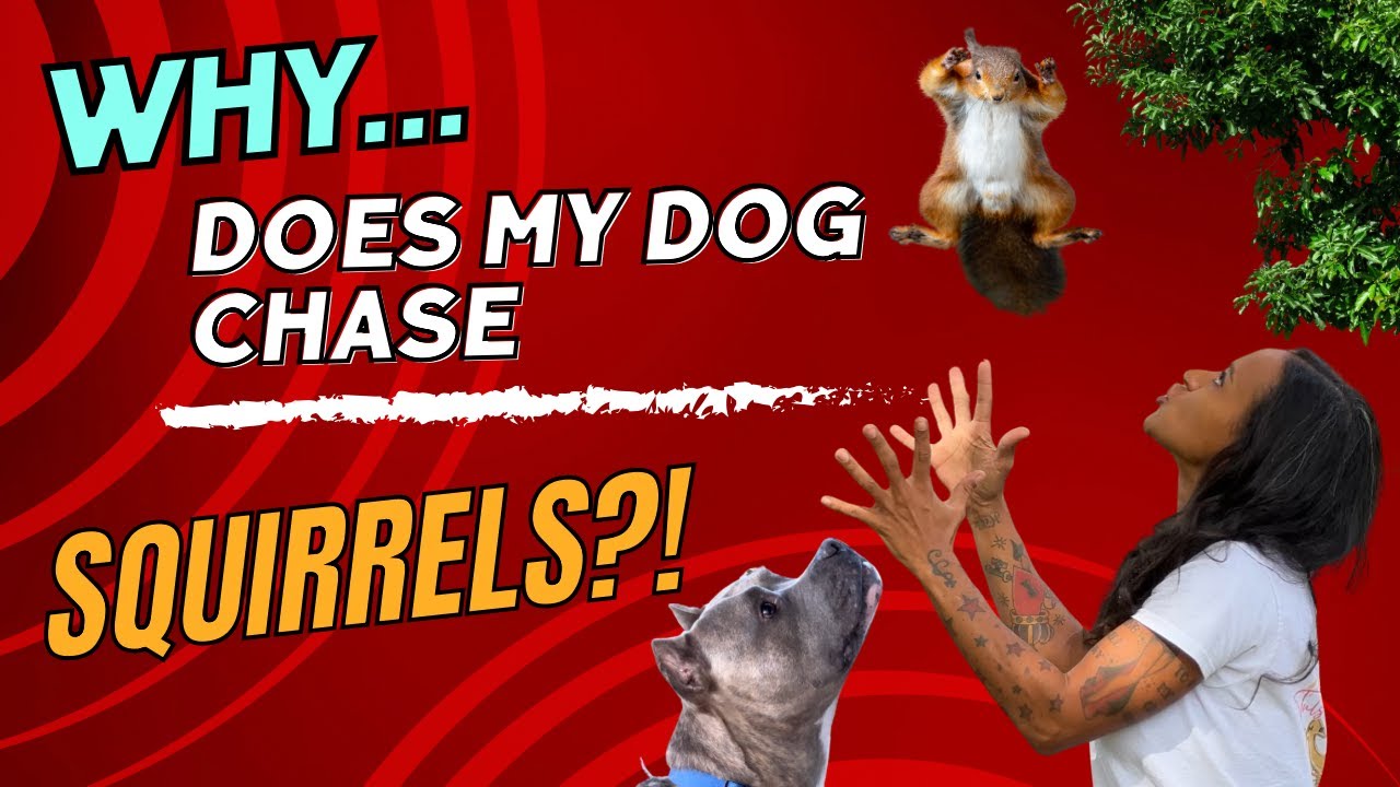 Why does my dog chase squirrels?