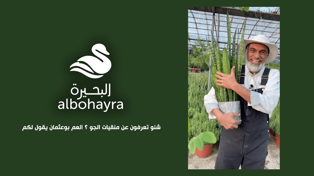 شنو تعرفون عن منقيات الجو ؟ العم بوعثمان يقول لكم 👨‍🌾 ( جلد النمر 🌿 ) | Albohayra