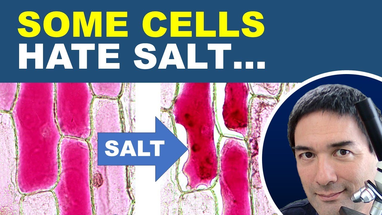 🔬What happens when you add SALT to cells - Osmosis