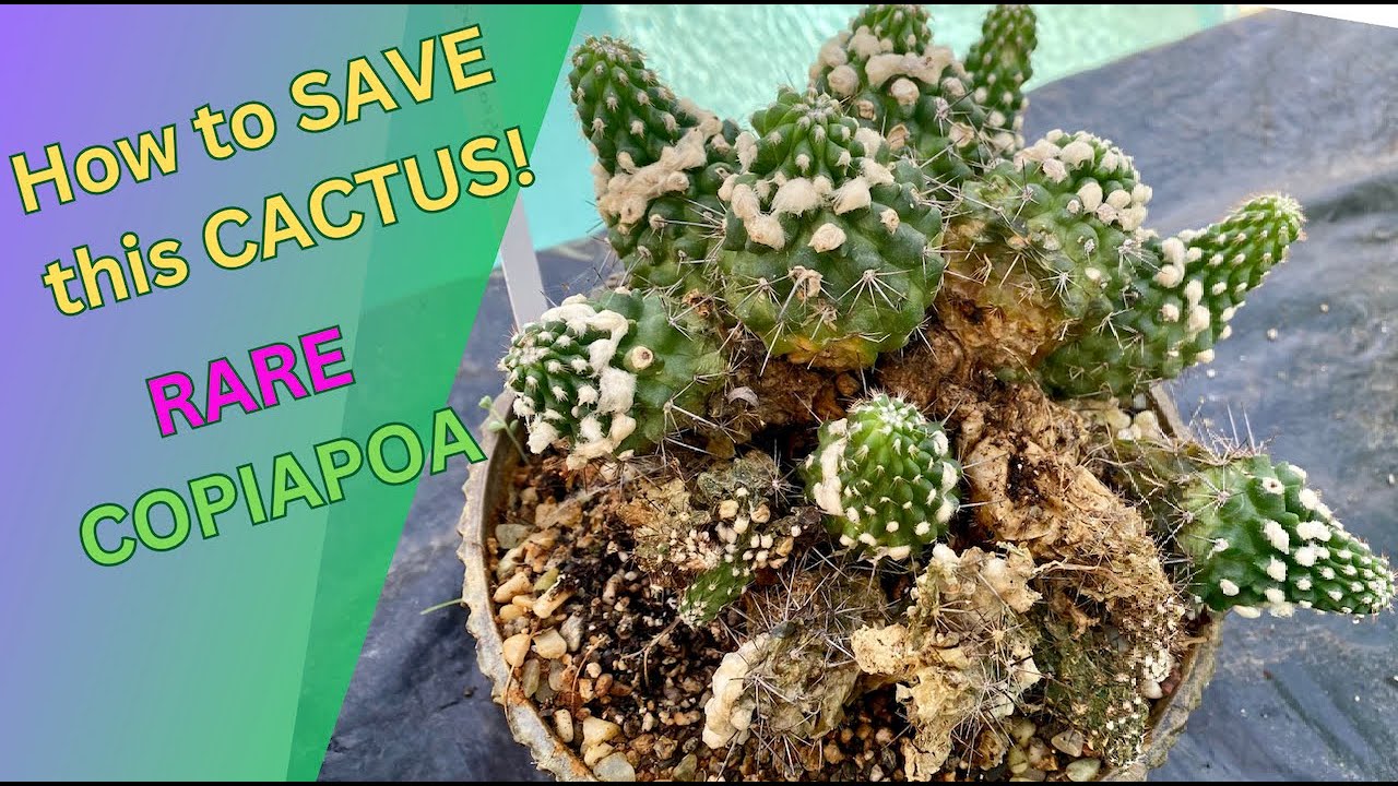 How to save my CACTUS! Copiapoa Revival - Episode 156
