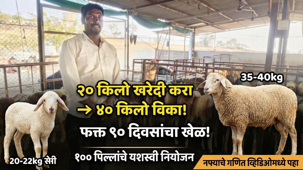 ३ महिन्यात दुप्पट नफा! २० किलोची कोकरी ४० किलो करण्याची यशस्वी पद्धत | कोकरी पालन