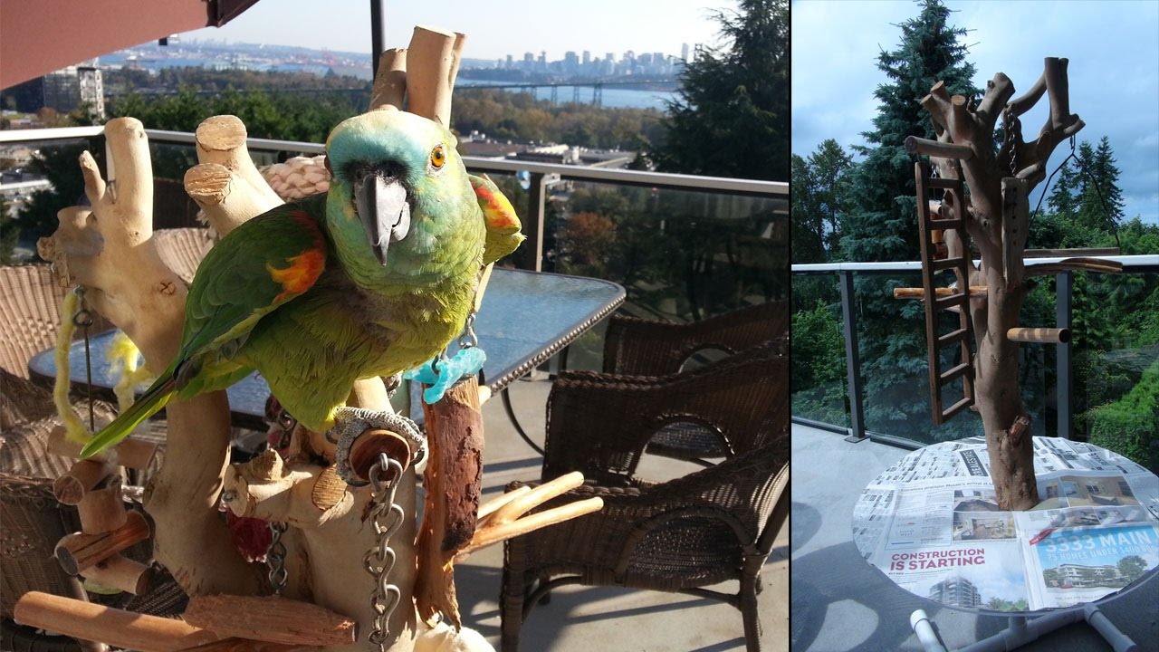How-To Build the creative Parrot Tree Stand (Made from a Pink Rhododendron Tree) 🦜