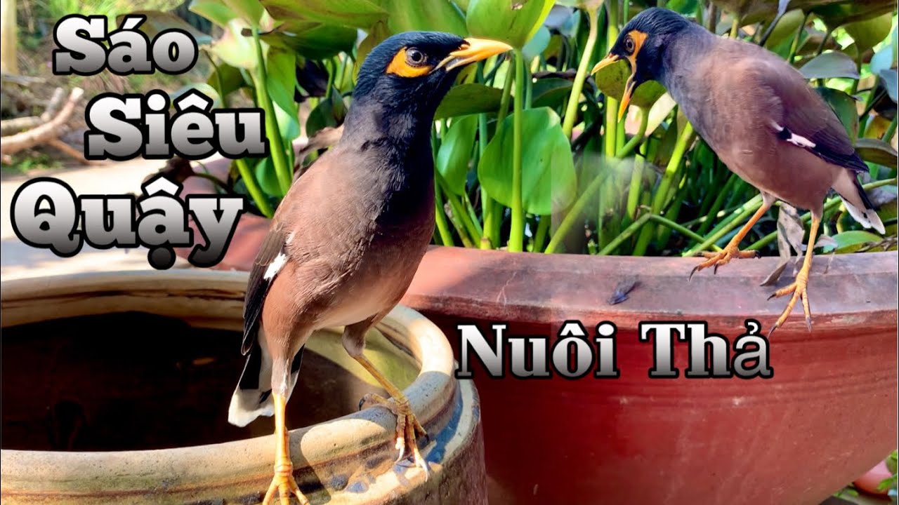 Chim Sáo Cực Dạng . Nuôi Thả Thích Thật Chỉ Đi Theo Chủ | Chiểu Trần Vlog