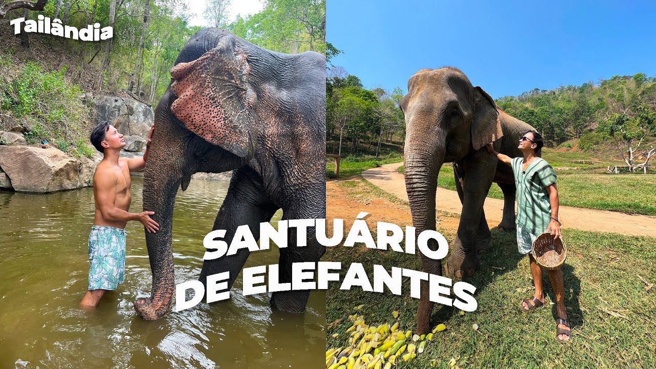 TUDO SOBRE O SANTUÁRIO DE ELEFANTES EM CHIANG MAI, NA TAILÂNDIA? | Rodrigo Ruas