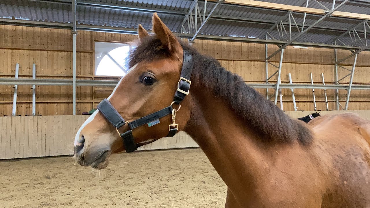 Varsa tuli taloon /osa10/ Lili 8kk -säkä mitattu-