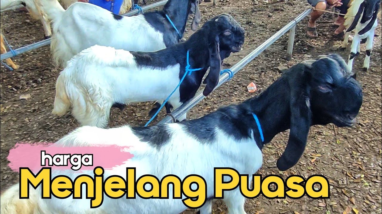 MENJELANG BULAN PUASA BEGINI HARGANYA ??? PASAR PON TRENGGALEK